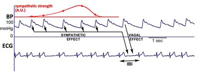 Cross-Wavelet Time-Frequency Analysis Reveals Sympathetic Contribution to Baroreflex Sensitivity as Cause of Variable Phase Delay Between Blood Pressure and Heart Rate